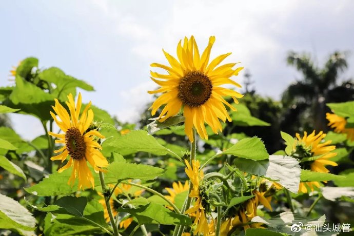 星湖公园百株向日葵开花了