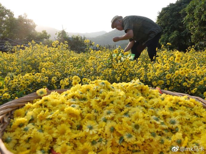 濠江区东湖菊花又迎来属于她们的花季