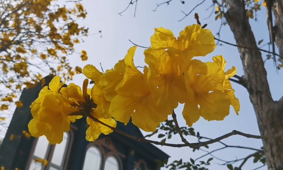 黄花风铃绽放，开启春日赏花好时光