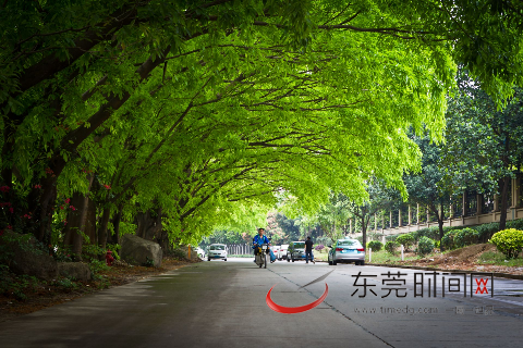 樟木头有一条酷似电影场景的林荫小道。（通讯员 蒋鑫 摄）