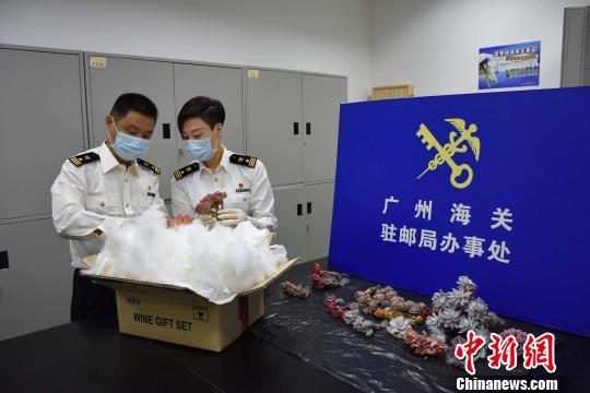 广州海关驻邮局办事处查获违规邮寄进境的多肉植物 关悦 摄
