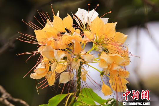 广州鱼木繁花怒放笑面迎人 李建基 摄
