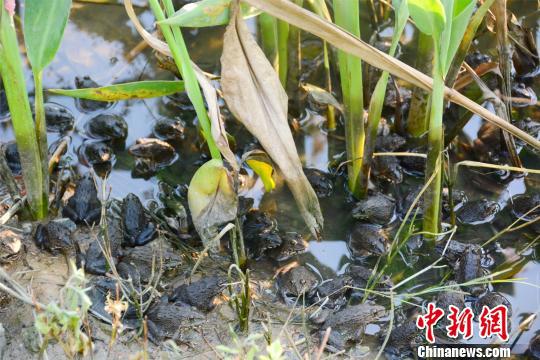 池塘环境适合青蛙栖息 曾令华 摄