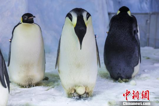 珠海长隆海洋王国里正在专心孵化的帝企鹅爸爸。珠海长隆供图