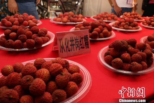 广州从化荔枝迎来丰收年。从化政府供图