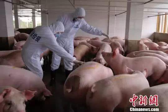 动物检疫人员在对供港活猪养殖场进行现场检疫。（资料图片）图自中新网