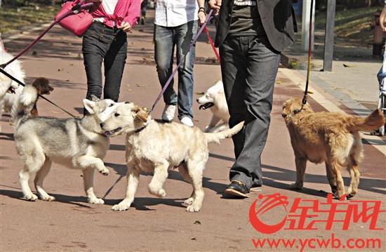 未来，在东莞办理养犬登记的犬只都将拥有一个智能犬牌 记者 王俊伟 摄