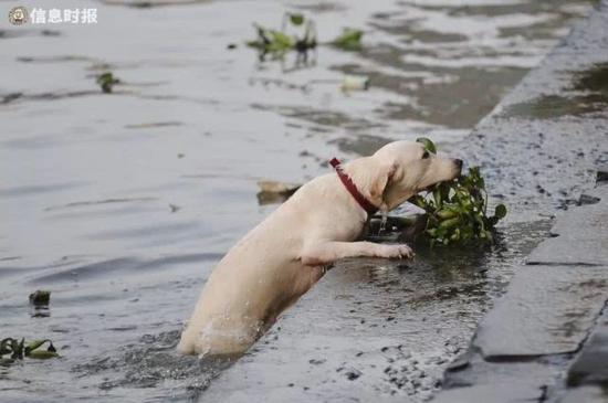滨江东，大型犬下水游泳，主人没有栓绳。
