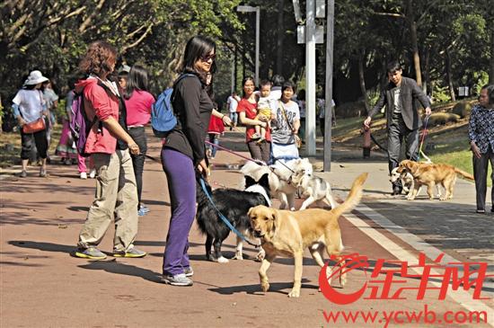 周末,主人们习惯带狗出来遛遛