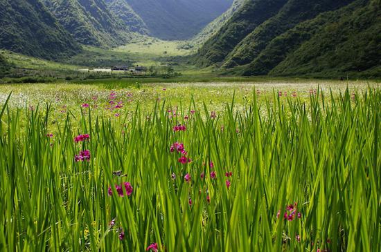 大瓦山高粱池