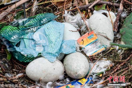 当地时间2018年4月17日，丹麦哥本哈根，一只天鹅在当地的一个垃圾堆上筑巢产卵。图片来源：视觉中国