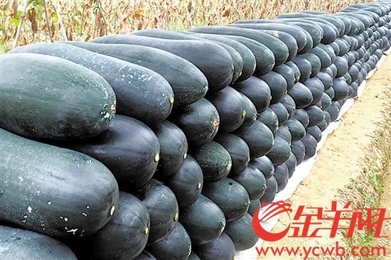 道滘秋造黑皮冬瓜上市