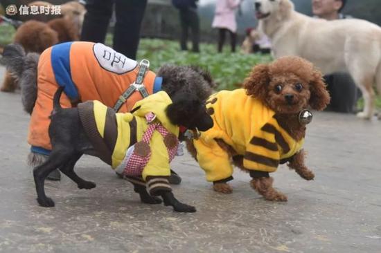 小型犬只不栓绳,被其他大狗追赶。
