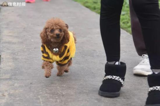 小型犬只不栓绳,小狗找不到主人。
