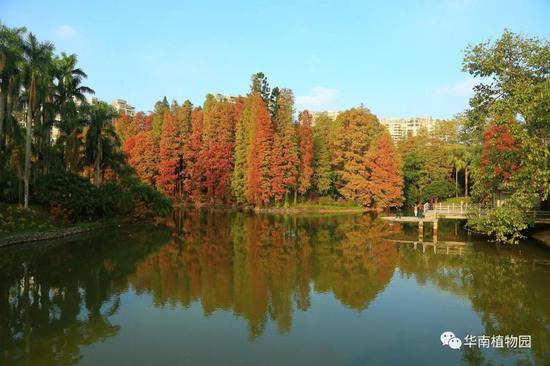 图:华南植物园