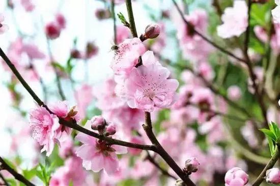 桃花▲