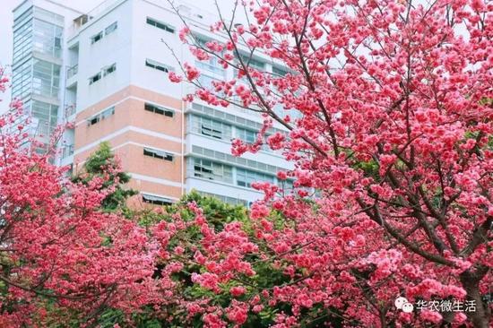樱花