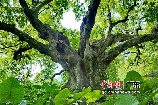 在广东四会市罗源镇石寨村,这棵“老寿星”人面子树在2016年被中国林学会评为“全国最美树王”。广东省林业局 供图
