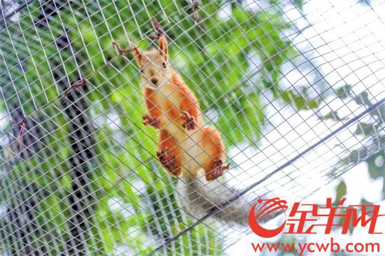 准备建设全省首个松鼠主题乐园
