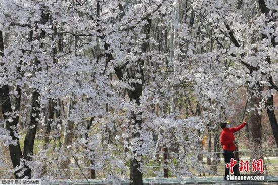 资料图：当地时间4月6日，韩国首尔，一位戴着口罩的妇女在盛开的樱花树下拍照。