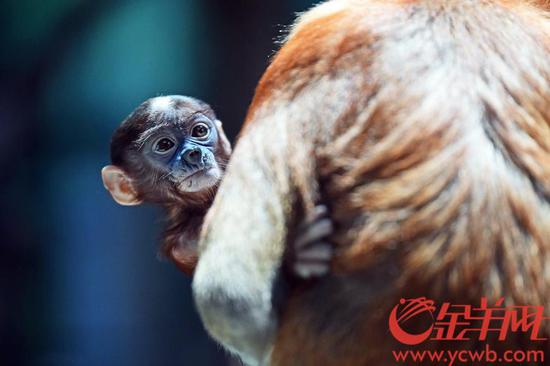 广州|萌宝总动员 长隆十种珍稀动物新生宝宝集体与游客见面