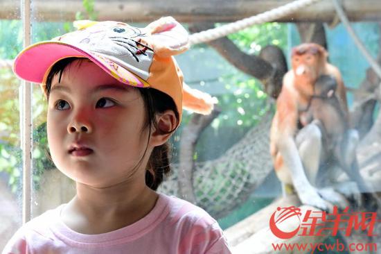 广州|萌宝总动员 长隆十种珍稀动物新生宝宝集体与游客见面