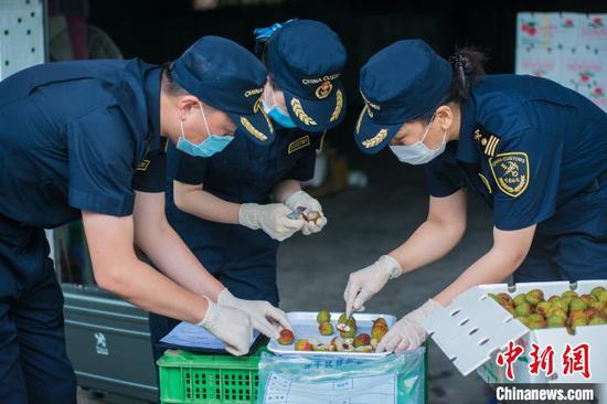 海关关员对出口荔枝采样进行检查。 资料图 张仕荣 摄