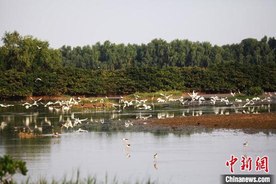 广州南沙湿地鹭鸟成群出没（资料图）。广东省林业局 供图