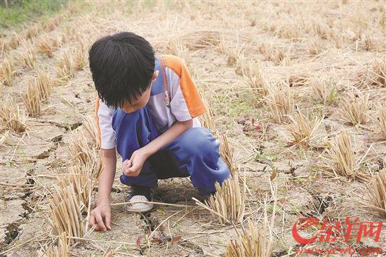 小学生在农业园的稻田里捡拾稻谷