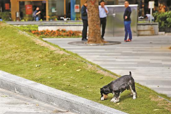 ▲不少饲养小型犬的市民，在公共场合遛狗不拴绳。深圳晚报记者 陆颖 摄