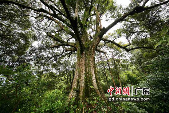 这棵位于广东肇庆怀集县的红锥,是红锥群中的“树王”,估测树龄约500岁。广东省林业局 供图