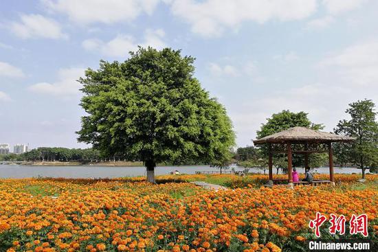广州海珠国家湿地公园花卉盛开（资料图）　程景伟　摄