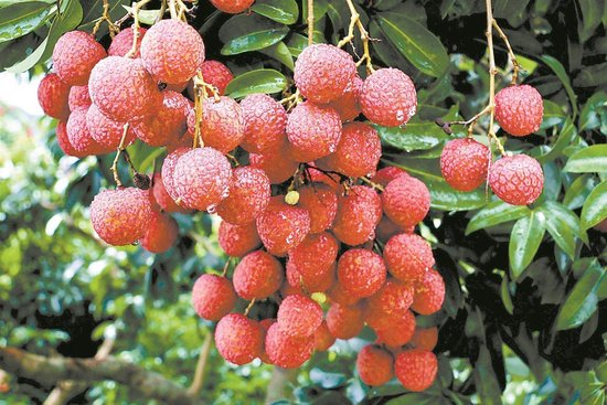 从化荔枝资料图 (通讯员提供)