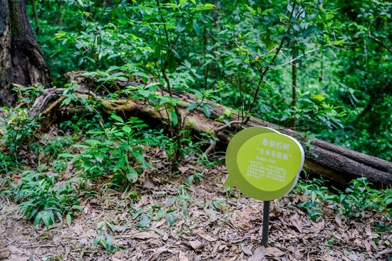沿线设计森林浴功能介绍标识牌、动植物科普牌等 通讯员供图