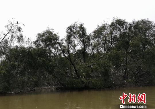 大量鸟类在南沙湿地红树林栖息　程景伟　摄