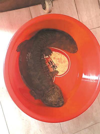 钓鱼爱好者段先生在误捕保护动物娃娃鱼后,采取了积极保护措施。