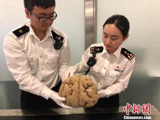 毛重约6.1千克的珊瑚入境被成都海关挡获。 钟欣 摄