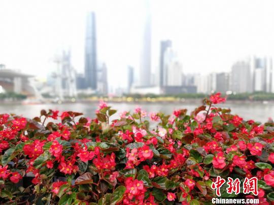 珠江边上的花卉(资料图)。 程景伟 摄