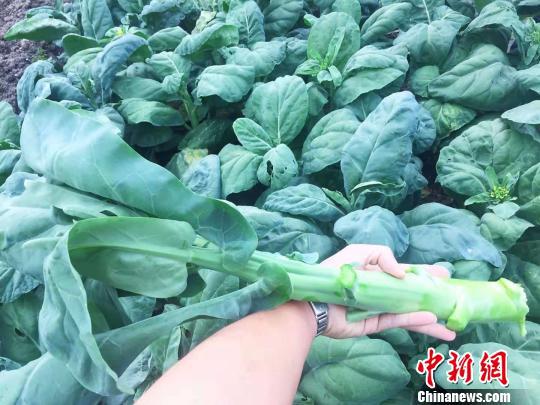 长如手臂的广海粗梗芥兰 郭军 摄