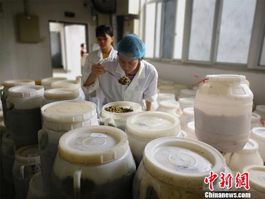 黎义凤靠观察和闻分辨螺蛳粉原料质量。 林馨 摄