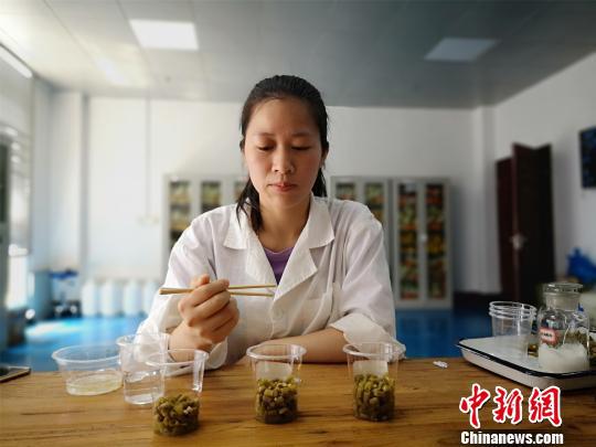 黎义凤抽取三份豆角酸一一品尝。 林馨 摄