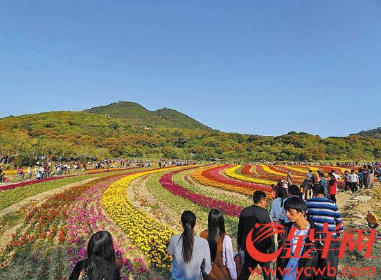 清溪大王山十里花海