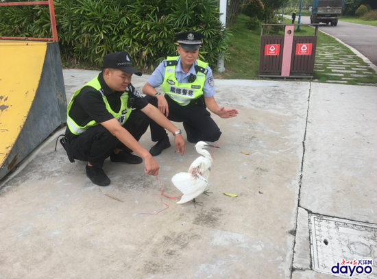 事发:国家保护动物受伤 市民及时救助