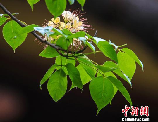 广州鱼木繁花怒放笑面迎人 李建基 摄