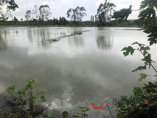 受“山竹”影响,我市部分镇街海水倒灌,大部分养殖场出现鱼塘漫顶现象。