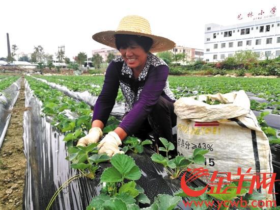 果园工人在除草清枝