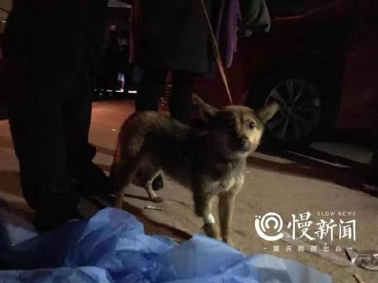 ▲当晚10时许,第一只检疫采样完毕的犬只被牵出