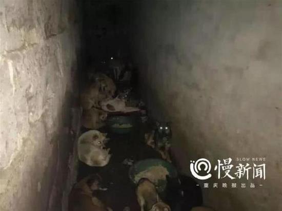 ▲铁门内的场景,可怜的狗狗