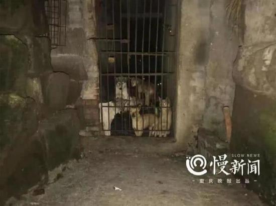 ▲甬道的铁门,铁门后的狗