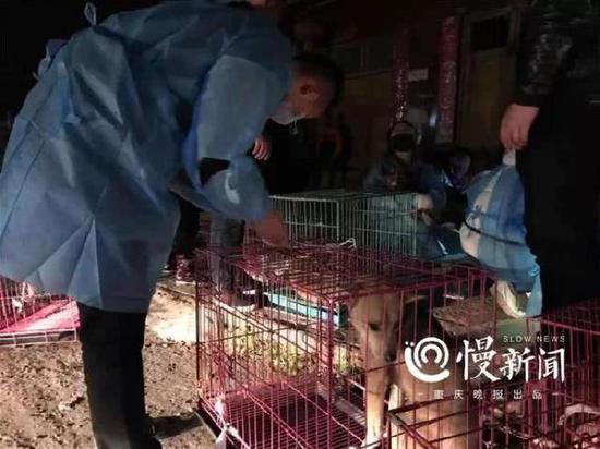 ▲志愿者组装铁笼